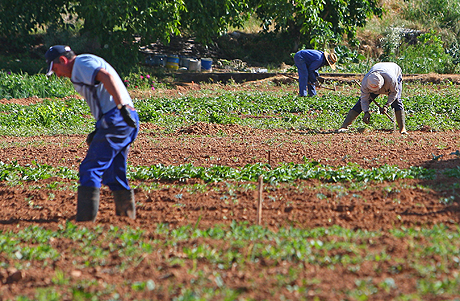 Concentración parcelaria