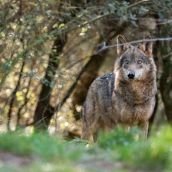 Lobo ibérico Lobo ibérico