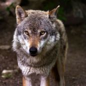 El lobo se expande en la provincia de León con 74 manadas y suma ya el 40% de los registrados en Castilla y León