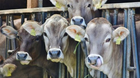 La Diputación de León destina 117.000 euros a la mejora genética del ganado con ayudas para ganaderos de vacuno y ovino