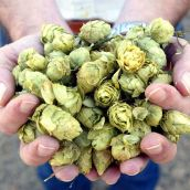 El Gobierno se reúne con los municipios productores de lúpulo del Órbigo (León) para poner en valor su importancia en la lucha contra la despoblación 