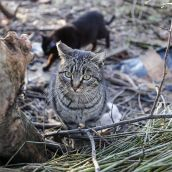 León aprueba el programa de gestión de colonias felinas
