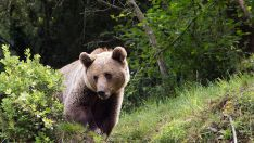 El cambio climático y el estrés térmico condicionan la conducta del oso pardo cantábrico