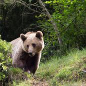 El cambio climático y el estrés térmico condicionan la conducta del oso pardo cantábrico