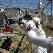 El Ayuntamiento de León aprueba un convenio con el Hospital Veterinario de la ULE para gestionar y controlar las colonias felinas