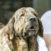 Concurso Mastín Español Concurso Mastín Español