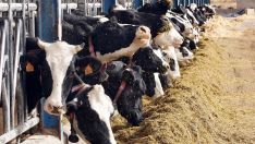 La cooperativa leonesa LAR finaliza la recogida de leche en Omaña y Babia