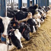 La cooperativa leonesa LAR finaliza la recogida de leche en Omaña y Babia