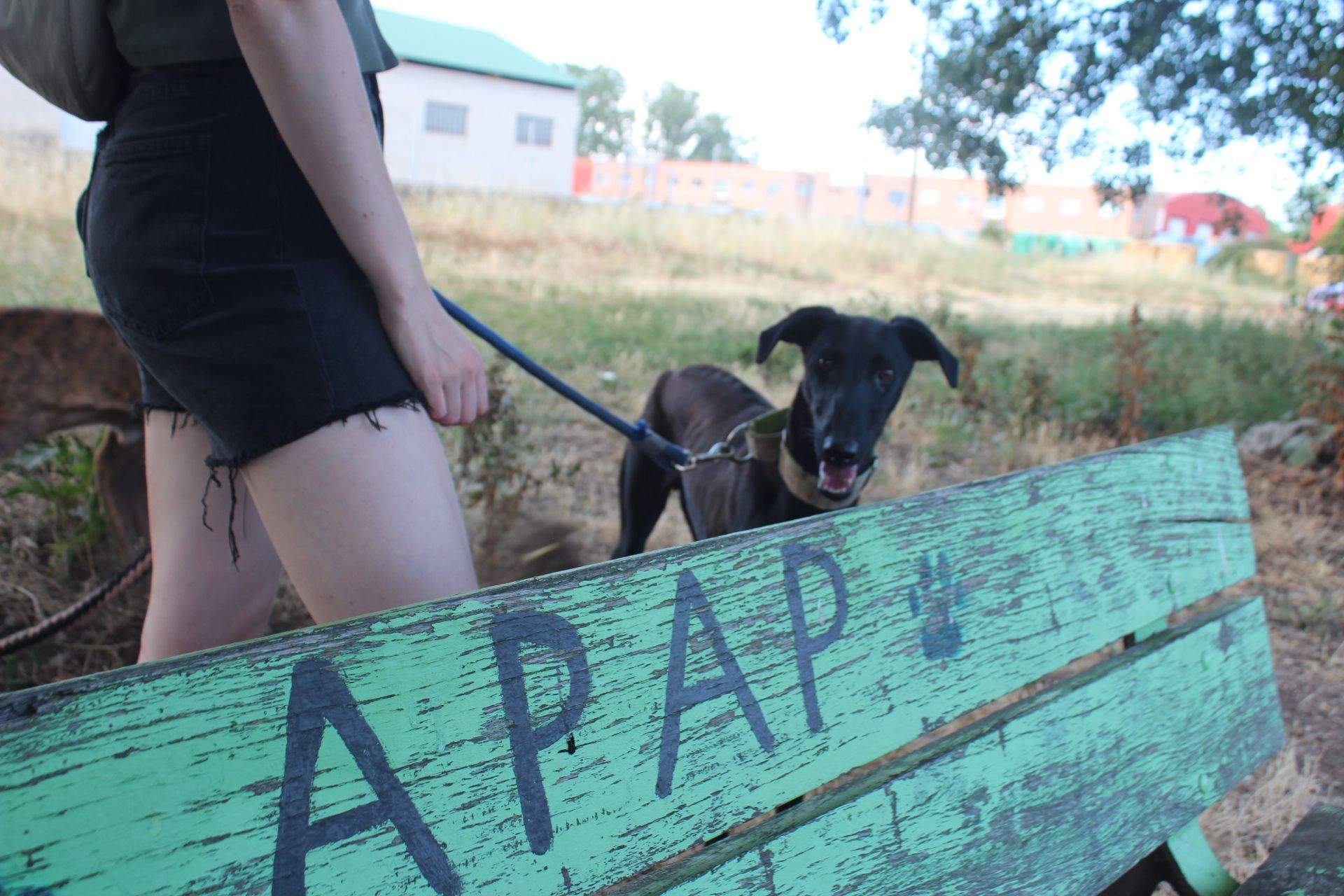 APAP León