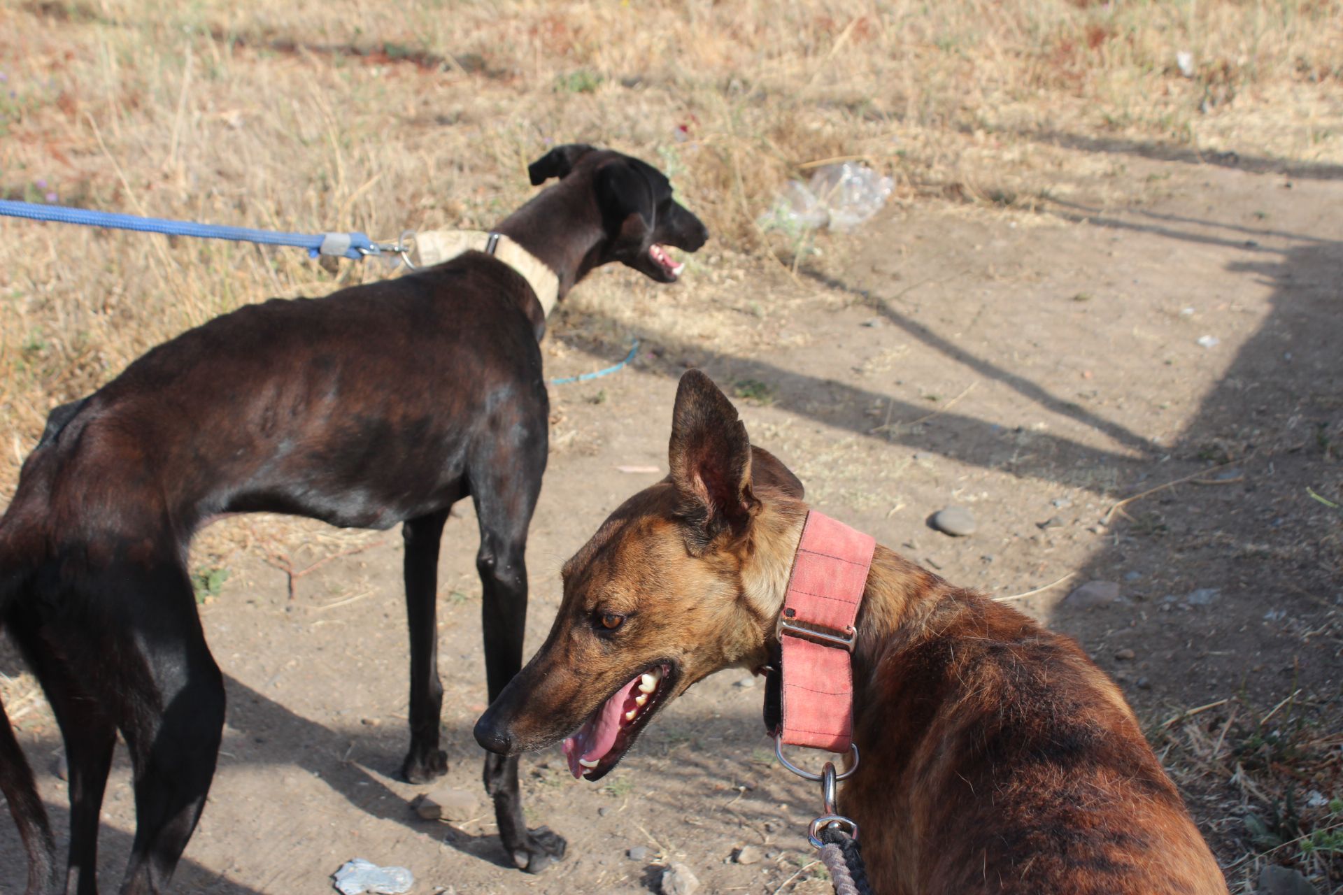 Paseo con perros de la APAP de León
