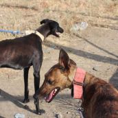 Paseo con perros de la APAP de León