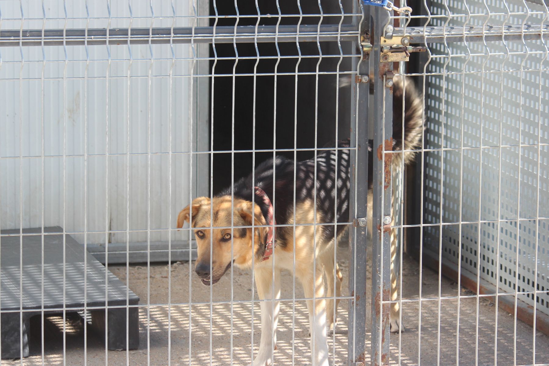 Varios de los perros que se encuentran en las instalaciones de la APAP de León