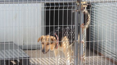 Varios de los perros que se encuentran en las instalaciones de la APAP de León Varios de los perros que se encuentran en las instalaciones de la APAP de León