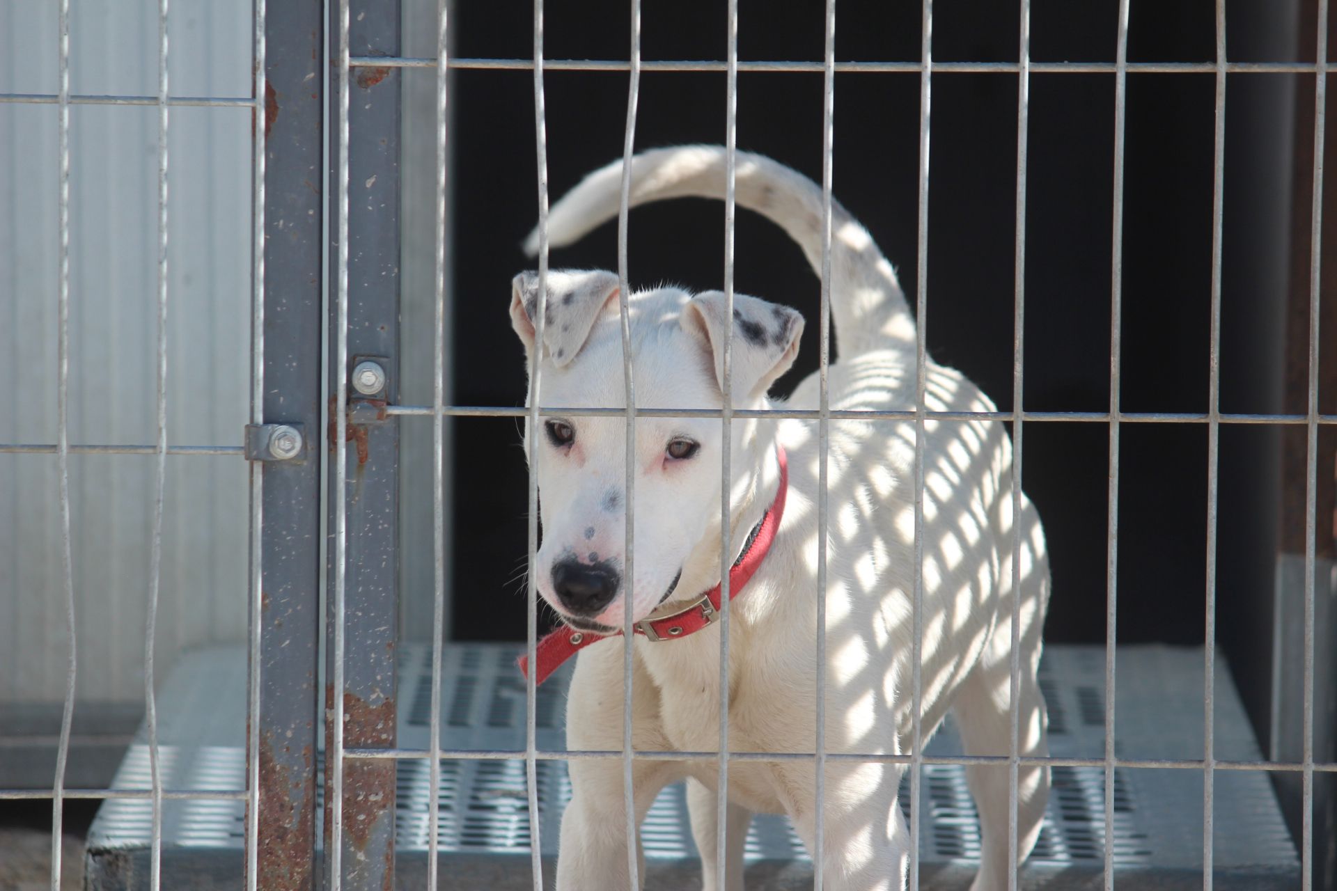 Varios de los perros que se encuentran en las instalaciones de la APAP de León