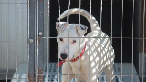 Varios de los perros que se encuentran en las instalaciones de la APAP de León Varios de los perros que se encuentran en las instalaciones de la APAP de León