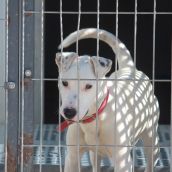 Varios de los perros que se encuentran en las instalaciones de la APAP de León