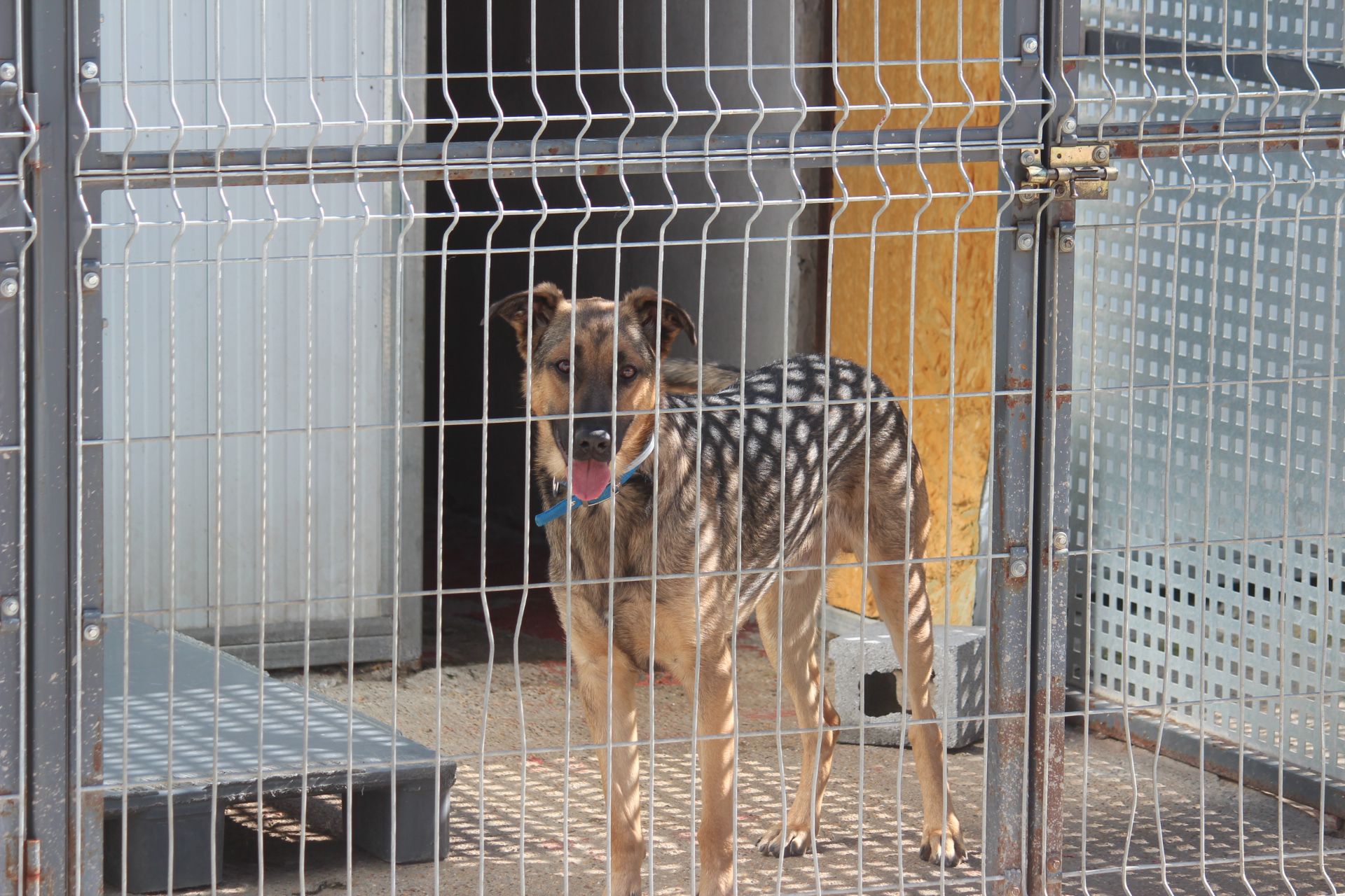 Varios de los perros que se encuentran en las instalaciones de la APAP de León