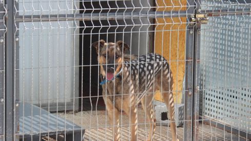 Varios de los perros que se encuentran en las instalaciones de la APAP de León Varios de los perros que se encuentran en las instalaciones de la APAP de León
