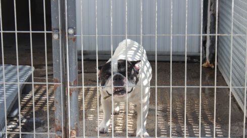 Varios de los perros que se encuentran en las instalaciones de la APAP de Leónapap leon 4 Varios de los perros que se encuentran en las instalaciones de la APAP de Leónapap leon 4