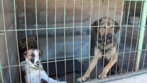 10.000 euros para proteger animales: La Diputación de León convoca nuevas ayudas para las protectoras de la provincia