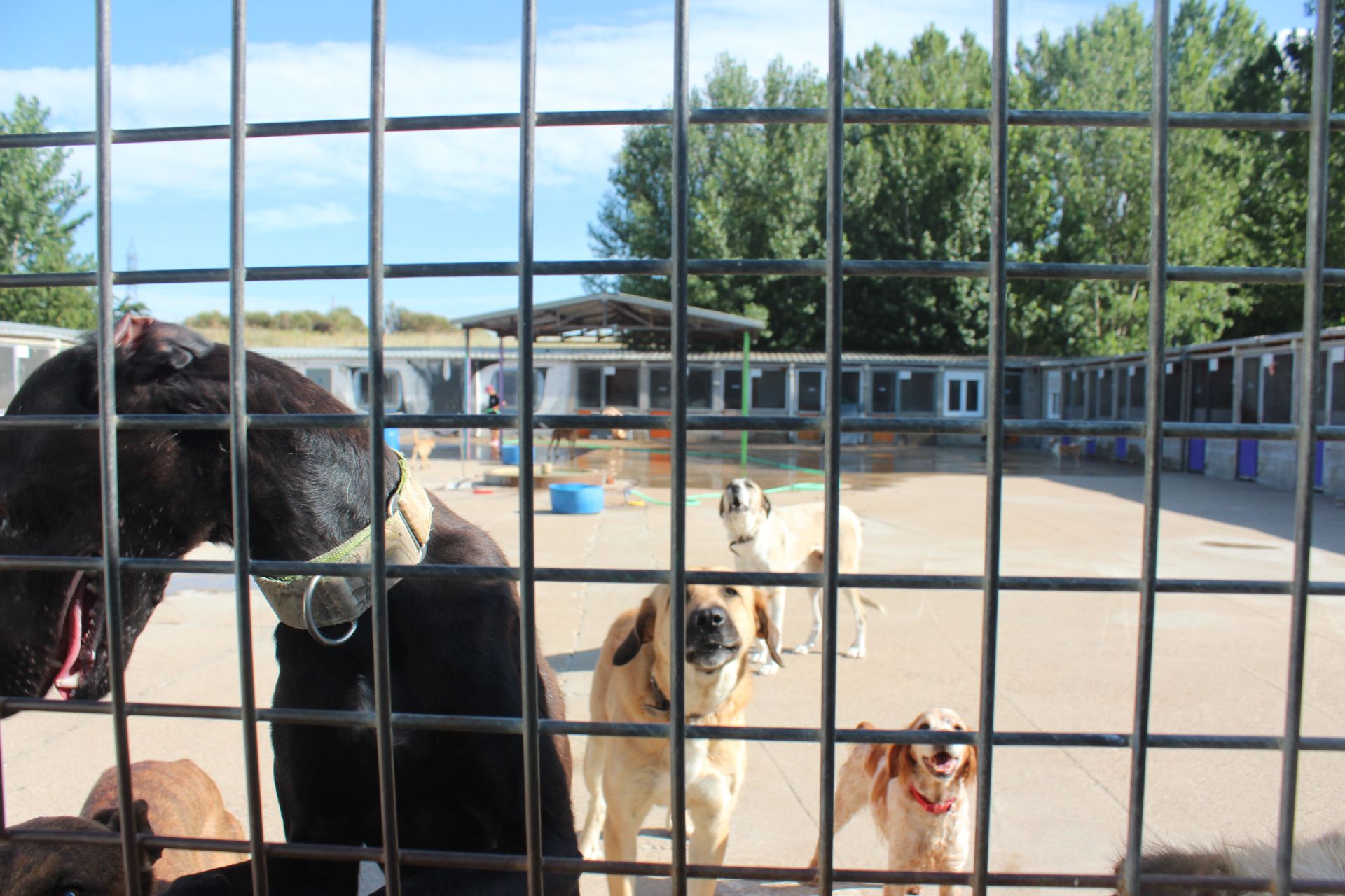 Varios de los perros que se encuentran en las instalaciones de la APAP de León