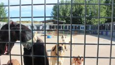 Varios de los perros que se encuentran en las instalaciones de la APAP de León Varios de los perros que se encuentran en las instalaciones de la APAP de León
