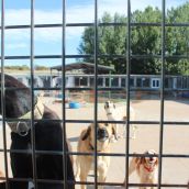 Varios de los perros que se encuentran en las instalaciones de la APAP de León