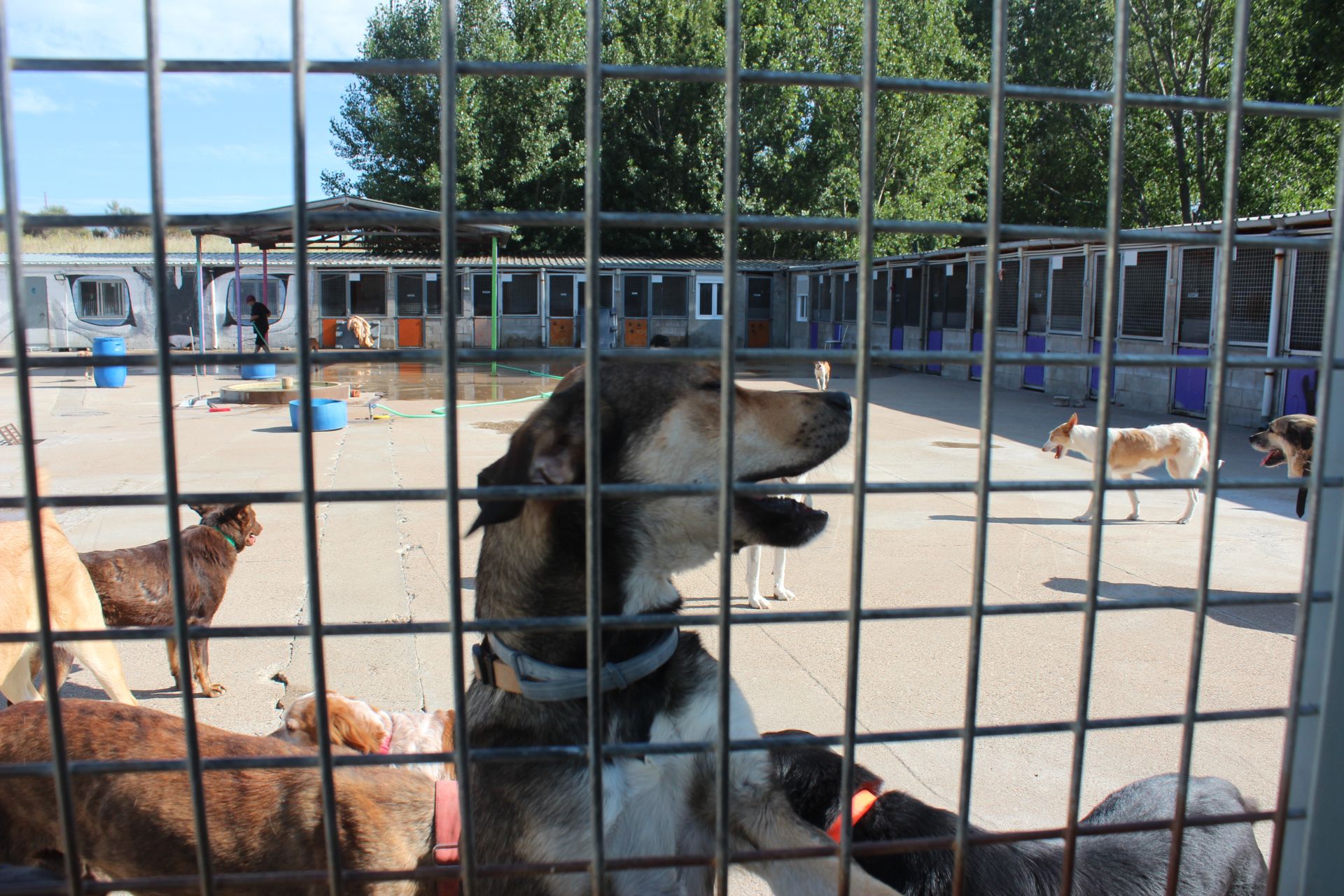 Varios de los perros que se encuentran en las instalaciones de la APAP de León