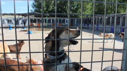 Varios de los perros que se encuentran en las instalaciones de la APAP de León Varios de los perros que se encuentran en las instalaciones de la APAP de León