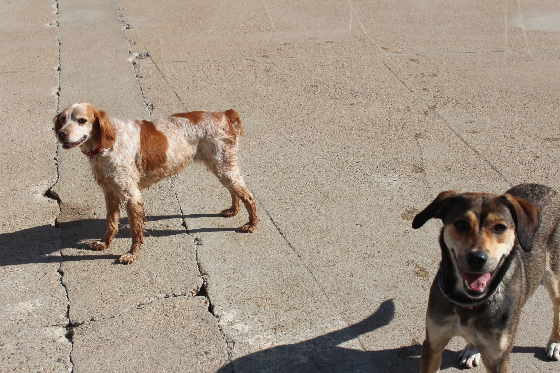 Varios de los perros que se encuentran en las instalaciones de la APAP de León