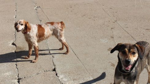 San Andrés del Rabanedo adjudica por 58.000 euros el nuevo servicio de recogida de perros abandonados