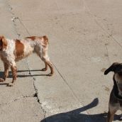 San Andrés del Rabanedo adjudica por 58.000 euros el nuevo servicio de recogida de perros abandonados