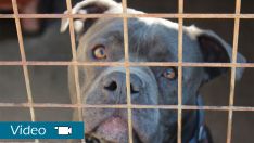 La Asociación Protectora de Animales y Plantas de León intenta dar una segunda oportunidad a las mascotas abandonadas de la provincia