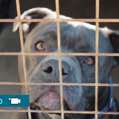 La Asociación Protectora de Animales y Plantas de León intenta dar una segunda oportunidad a las mascotas abandonadas de la provincia