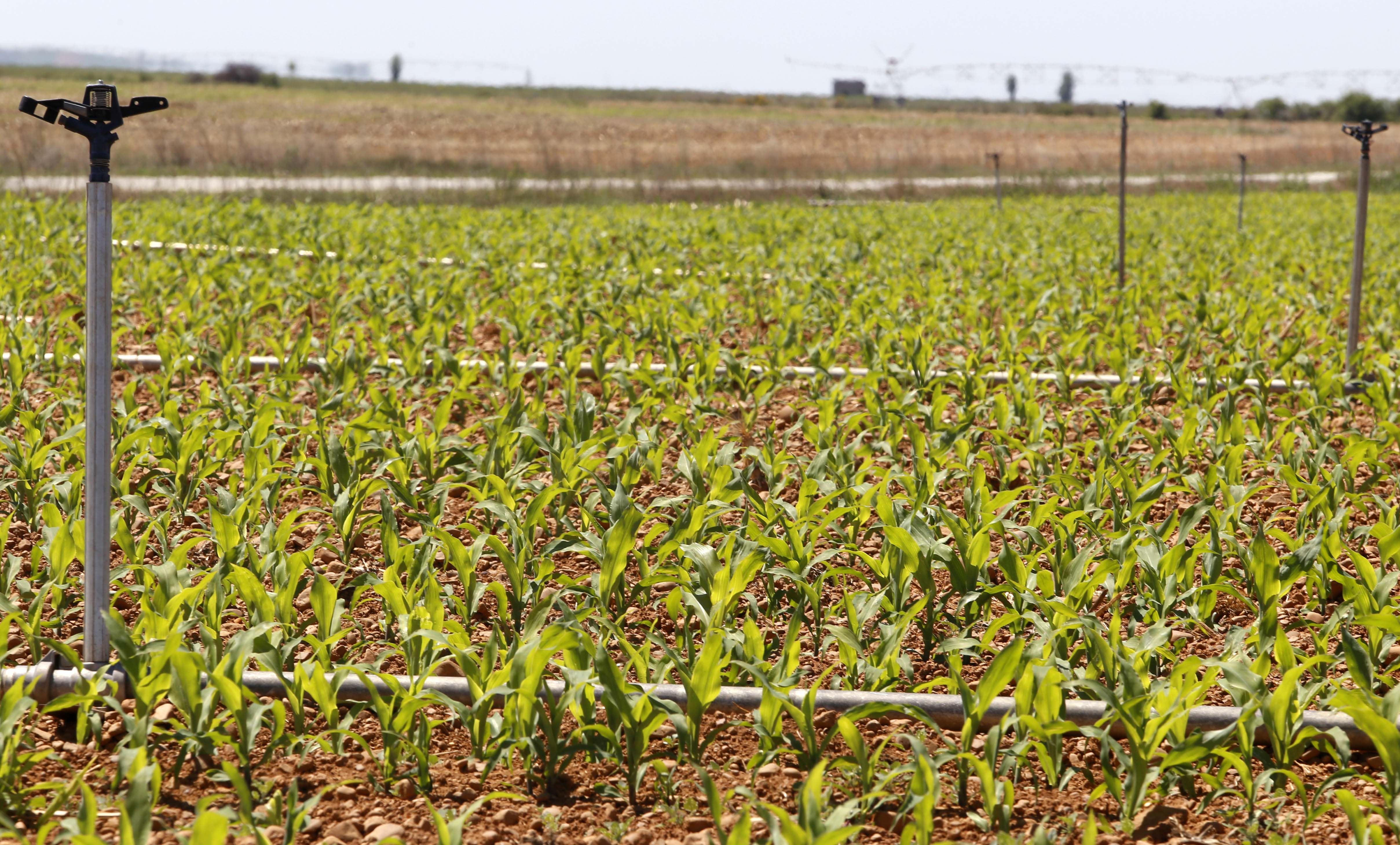 Campo de cultivo destinado a la producción de maíz en Sahagún, León