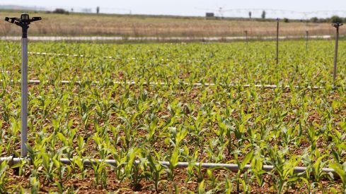 Campo de cultivo destinado a la producción de maíz en Sahagún, León
