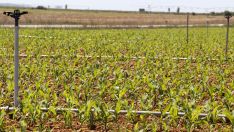 Campo de cultivo destinado a la producción de maíz en Sahagún, León Campo de cultivo destinado a la producción de maíz en Sahagún, León