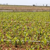 Campo de cultivo destinado a la producción de maíz en Sahagún, León