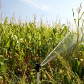 Cultivo de maiz en regadío