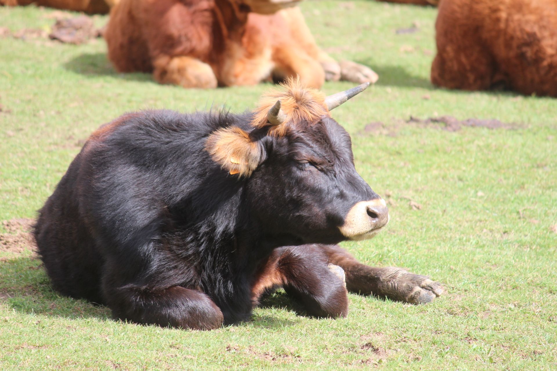 Vaca | El Sindicato de Veterinarios de León pide a la Junta y al Ministerio de Agricultura que establezcan un plan de inmunización contra la EHE