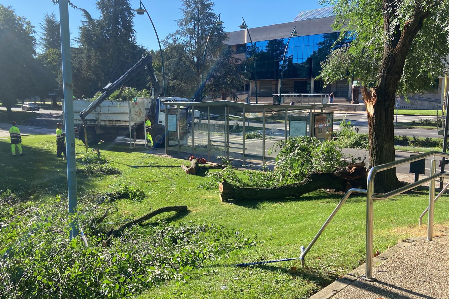 Un árbol destroza una marquesina de autobús en la Universidad de León