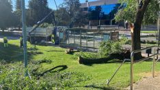 Un árbol destroza una marquesina de autobús en la Universidad de León Un árbol destroza una marquesina de autobús en la Universidad de León