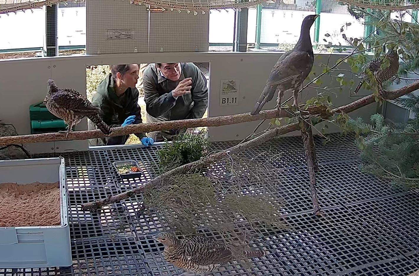 El presidente de la Junta, Alfonso Fernández Mañueco, visita las instalaciones del Centro de Cría del Urogallo en la Finca Valsemana de La Ercina (León) (2) El presidente de la Junta, Alfonso Fernández Mañueco, visita las instalaciones del Centro de Cría del Urogallo en la Finca Valsemana de La Ercina (León) (2)