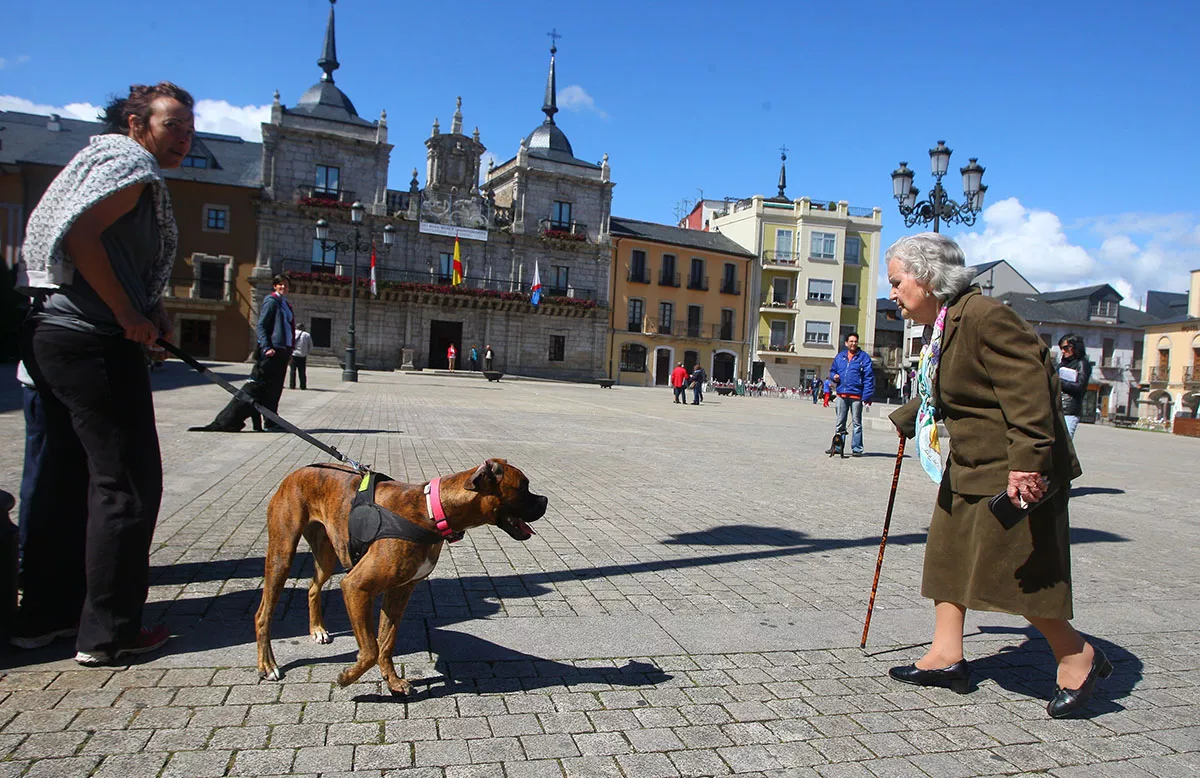 Un perro paseando por Ponferrada. Un perro paseando por Ponferrada.