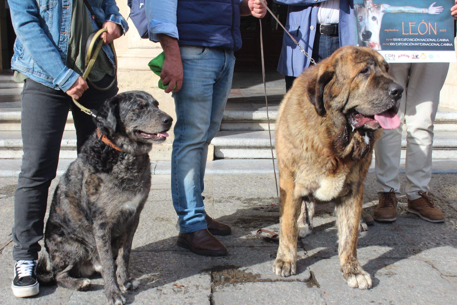 Tejo, un ejemplar de carea leones y Nonia, ejemplar de mastín leonés Tejo, un ejemplar de carea leones y Nonia, ejemplar de mastín leonés