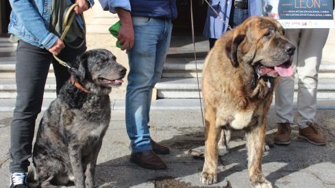 Tejo, un ejemplar de carea leones y Nonia, ejemplar de mastín leonés