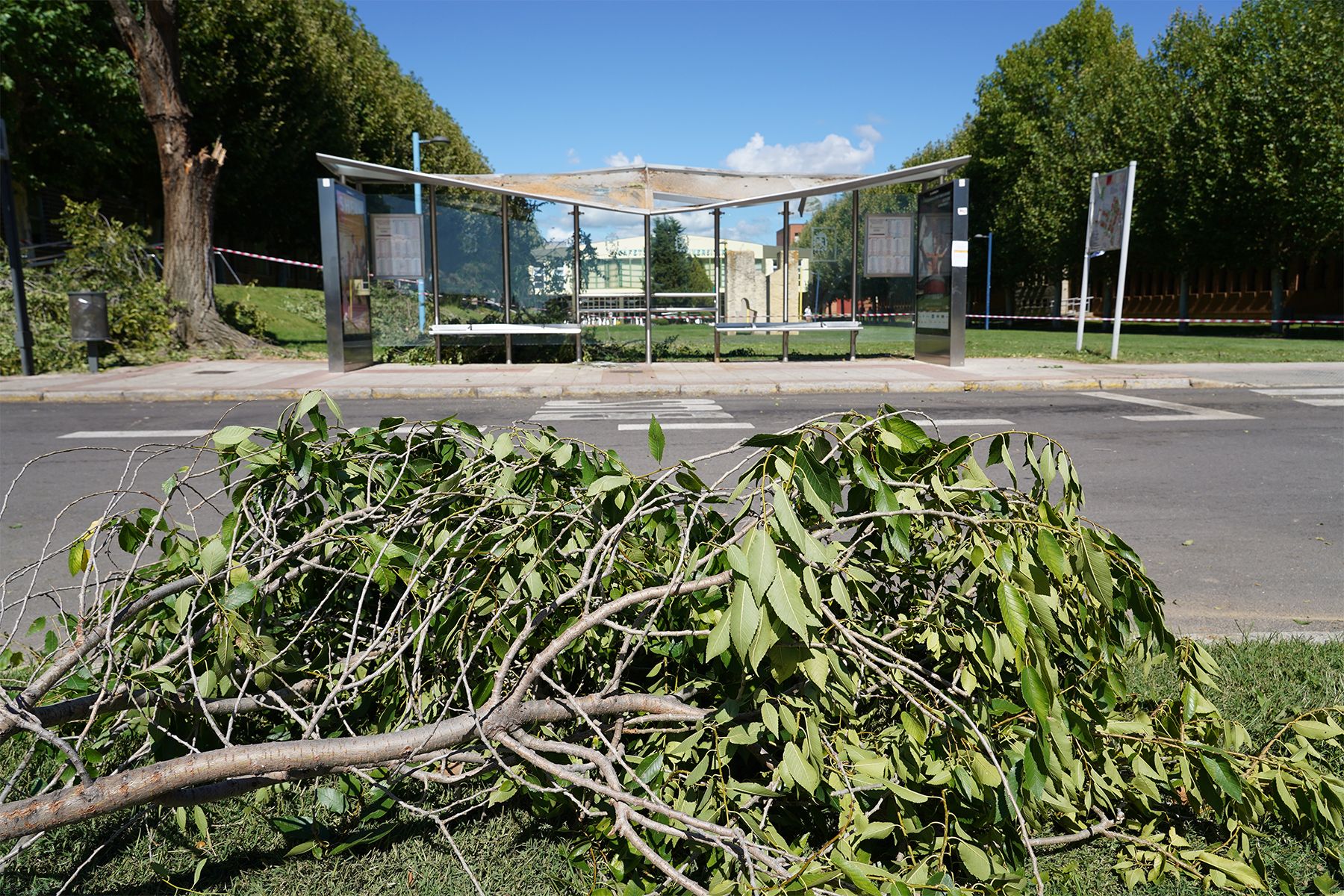 Un árbol destroza una marquesina en el Campus de Vegazana de la Universidad de León 