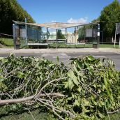Un árbol destroza una marquesina en el Campus de Vegazana de la Universidad de León 