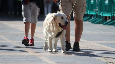 La llegada de los pendones concejiles a la catedral