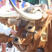  Los carros engalanados por las calles de León con motivo de la fiesta de San Froilán